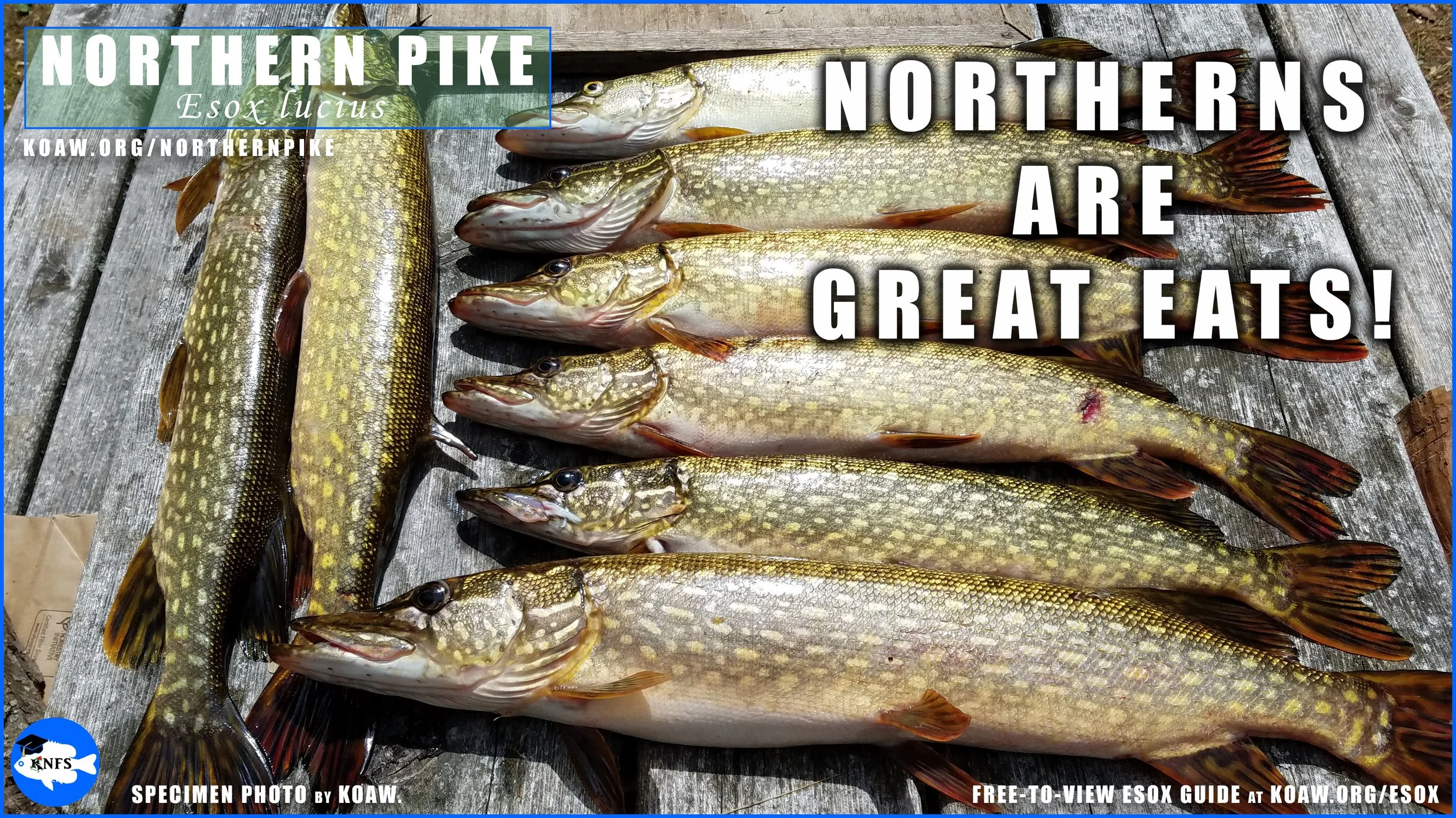 Northern Pike (Esox lucius) - How to identify — Koaw Nature